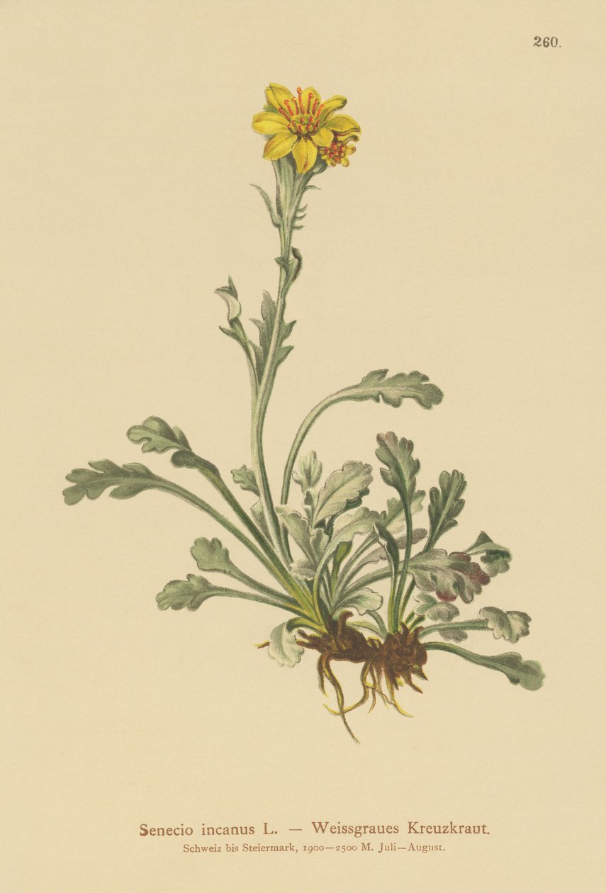 Starček šedý (Senecio incanus) od German School