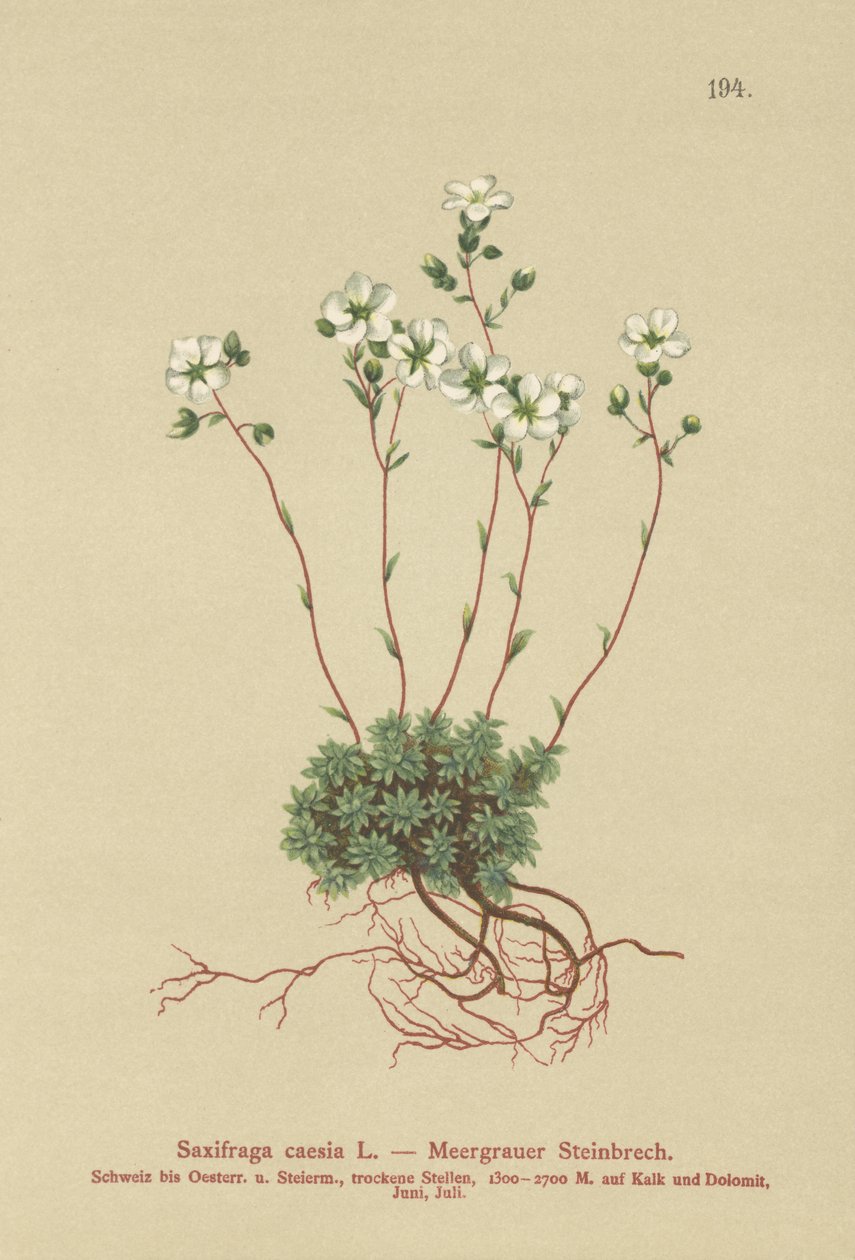 Lomikámen šedý (Saxifraga caesia) od German School
