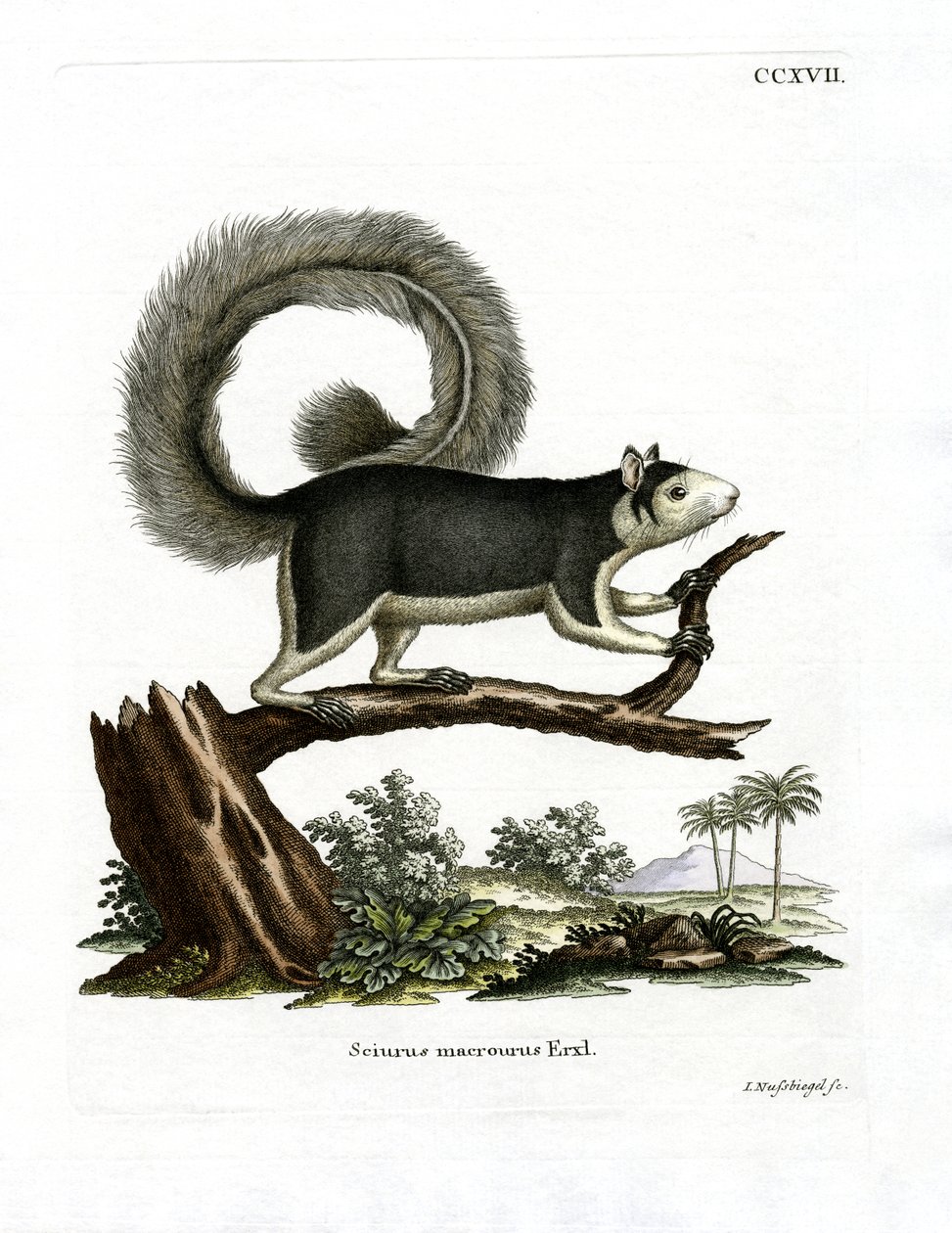 Grizzled Giant Squirrel (barevná rytina) od German School
