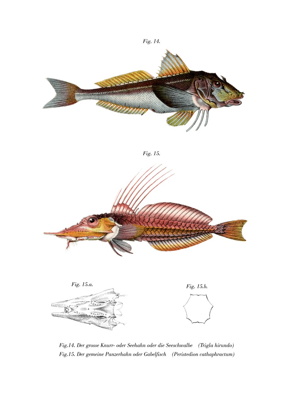 Gurnard Perlon (barevné lito) od German School