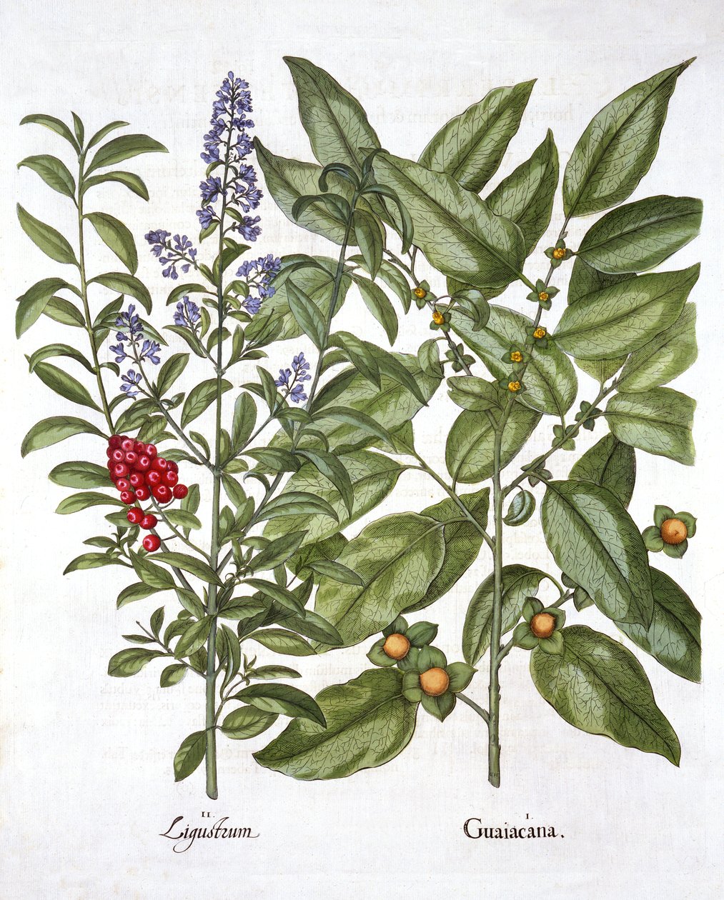 Guaiacum a čínský zobák, od Hortus Eystettensis, od Basila Beslera (1561-1629), hospoda. 1613 (ručně kolorovaná rytina) od German School