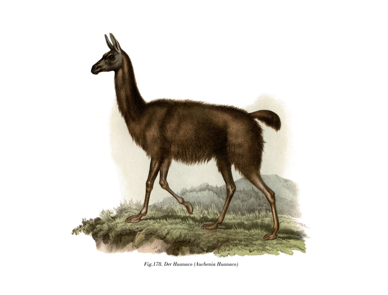 Guanaco, 1860 od German School
