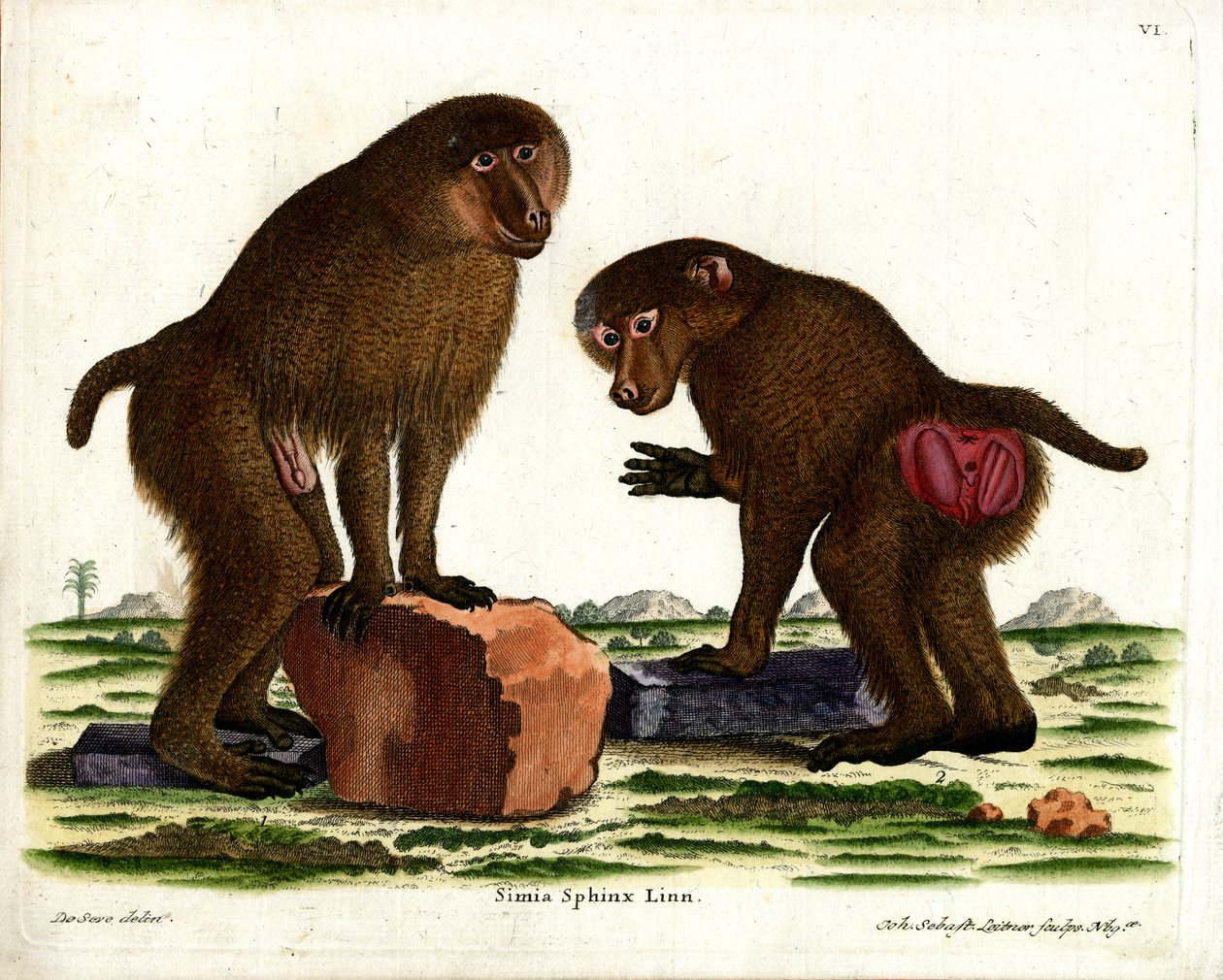 Guinea Baboon (barevná rytina) od German School