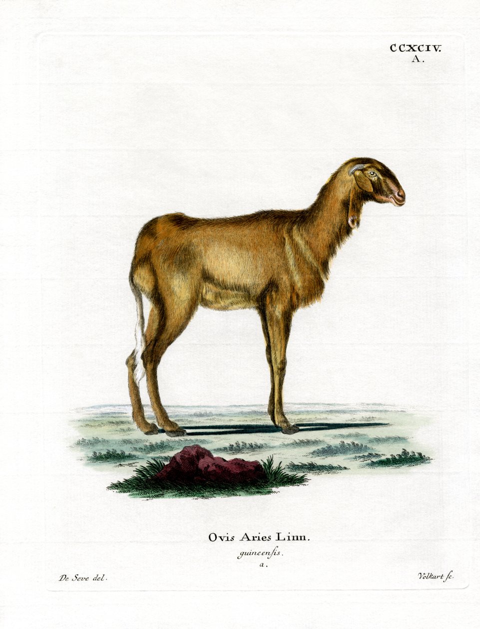 Guinea Sheep (barevné rytí) od German School