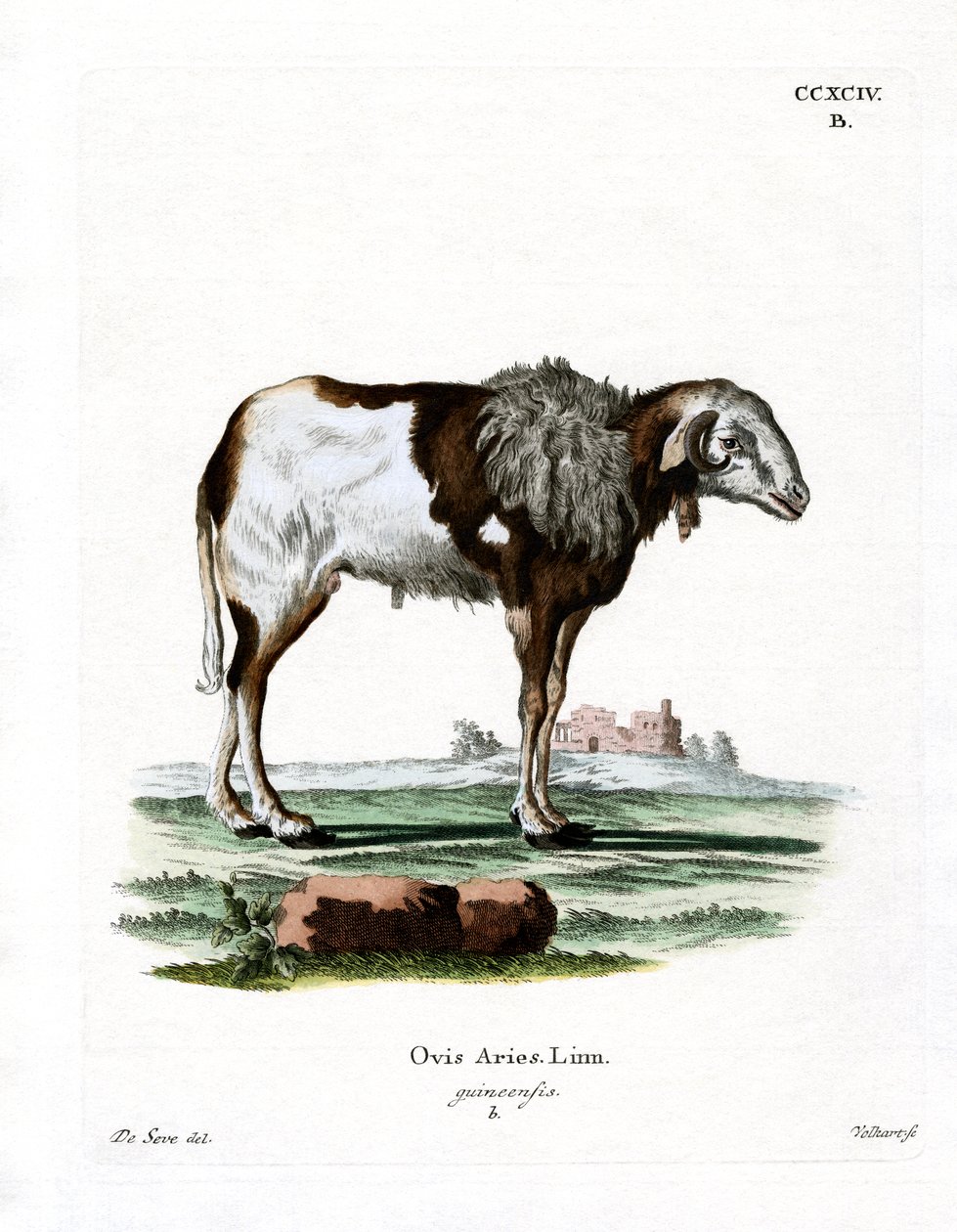 Guinea Sheep (barevné rytí) od German School