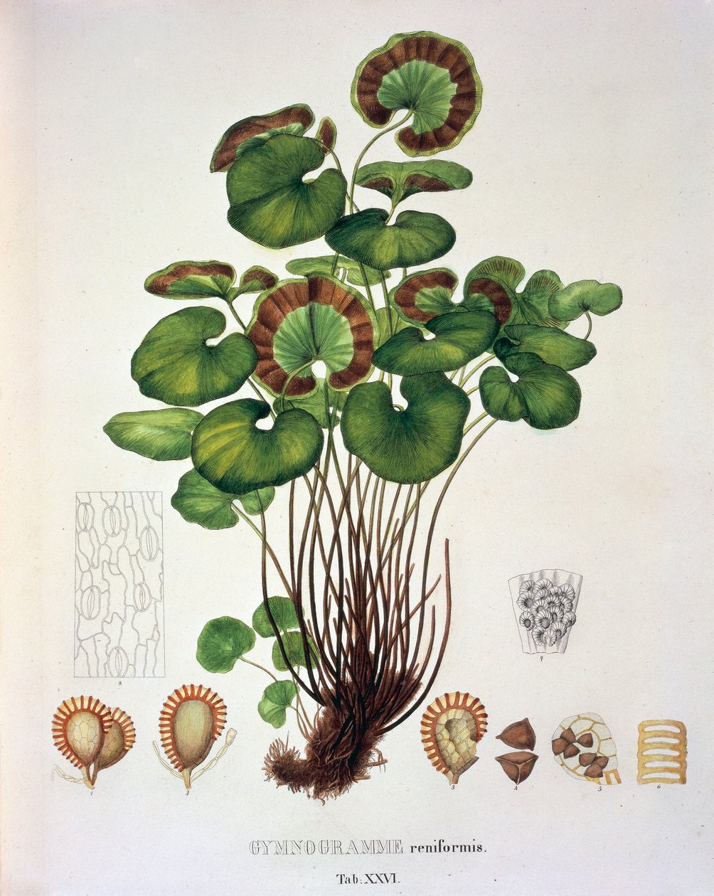 Gymnogramme Reniformis, tabulka XXVI z ‚Plantarum Cryptogamicarum Brasiliensium‘ od Johanna Baptista Von Spix a Carl Friedrich von Martius od German School