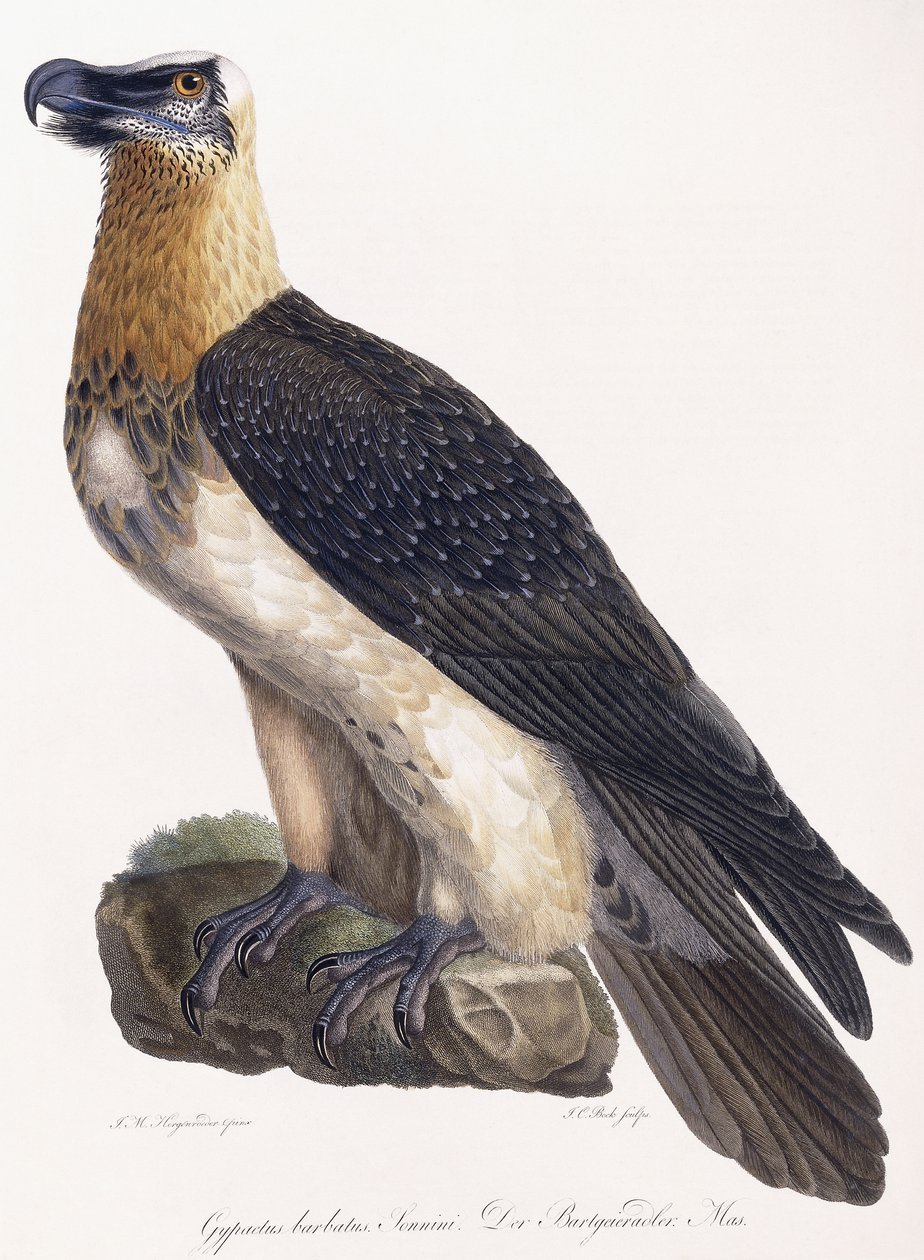 Gypaetus barbatus Sonnini od German School