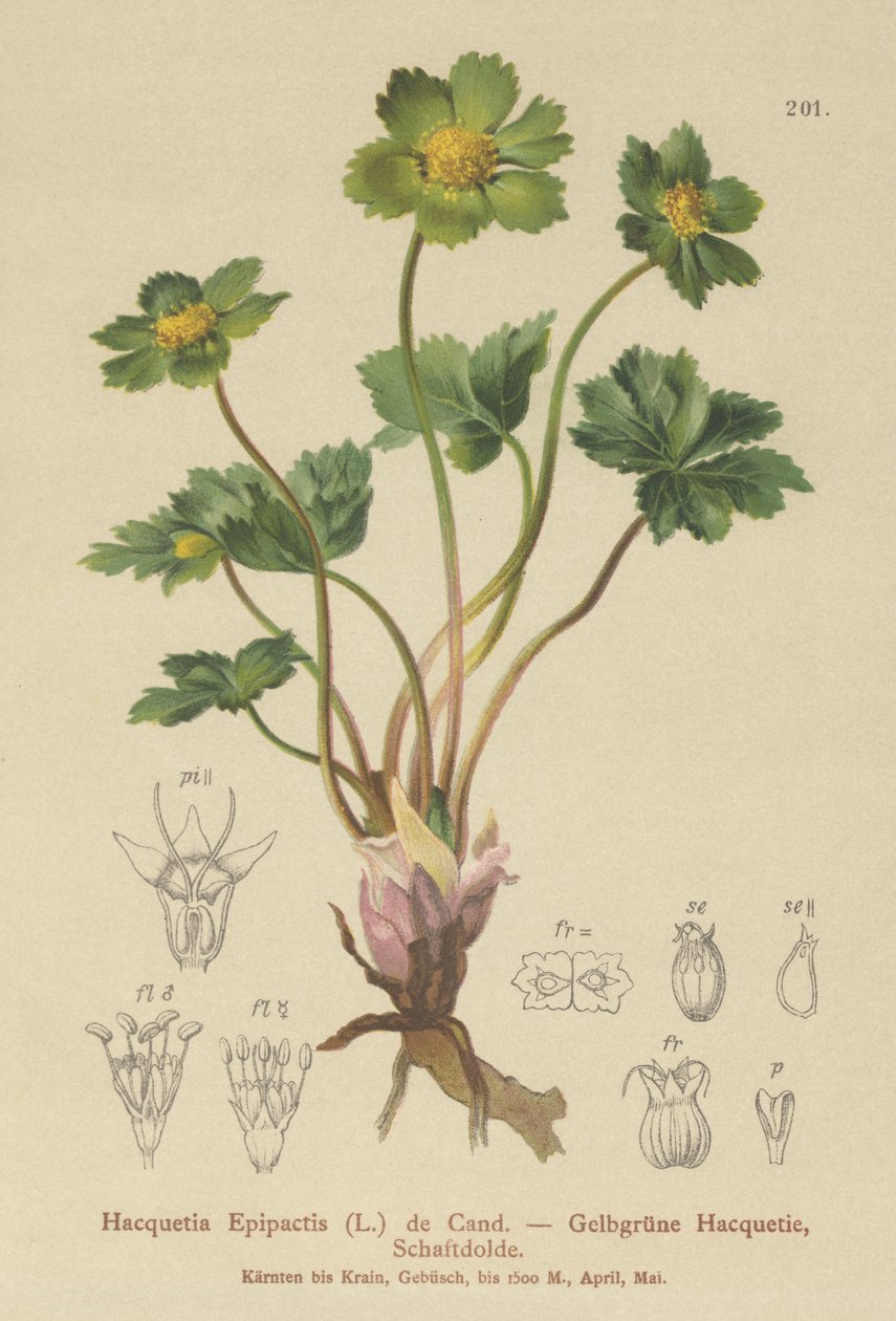 Hacquetia (Hacquetia Epipactis) od German School