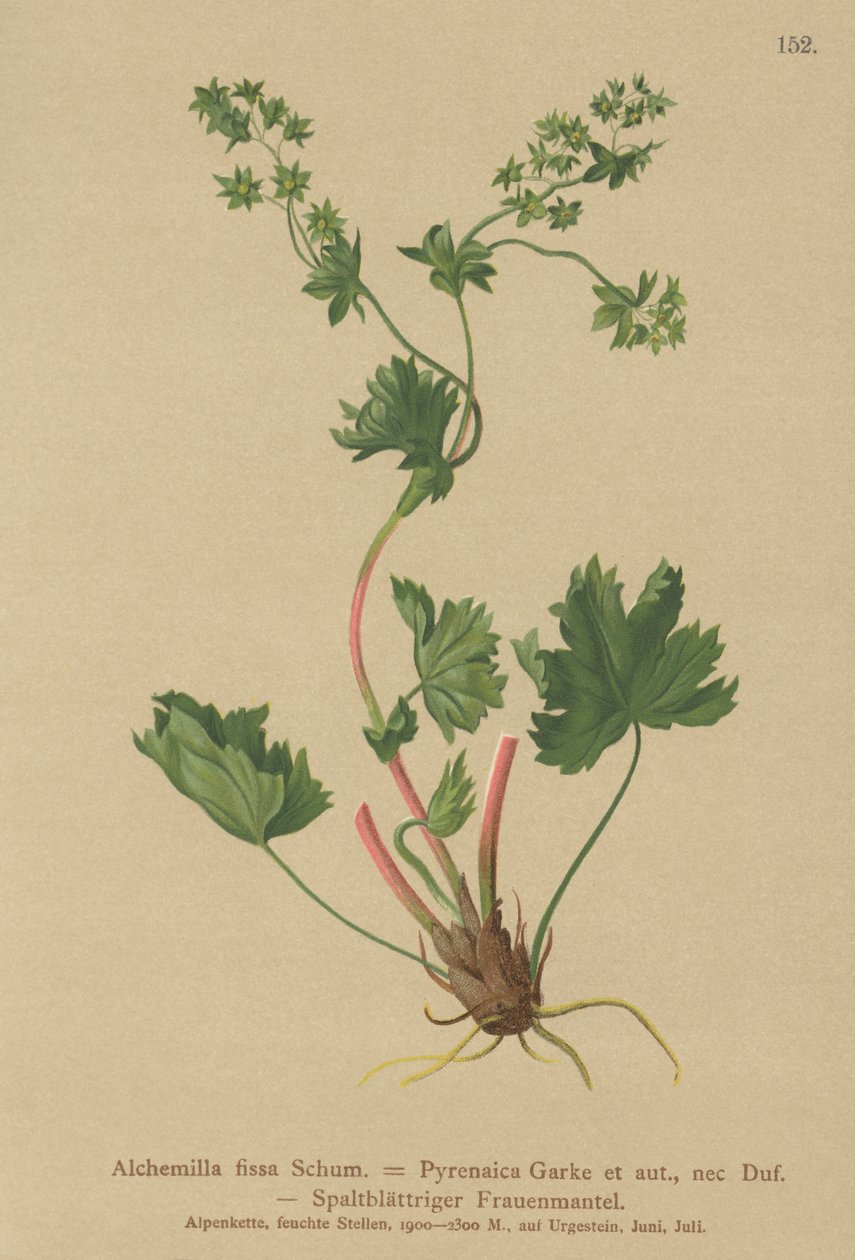 Mantle bezsrstá (Alchemilla fissa, Alchemilla Pyrenaica) od German School
