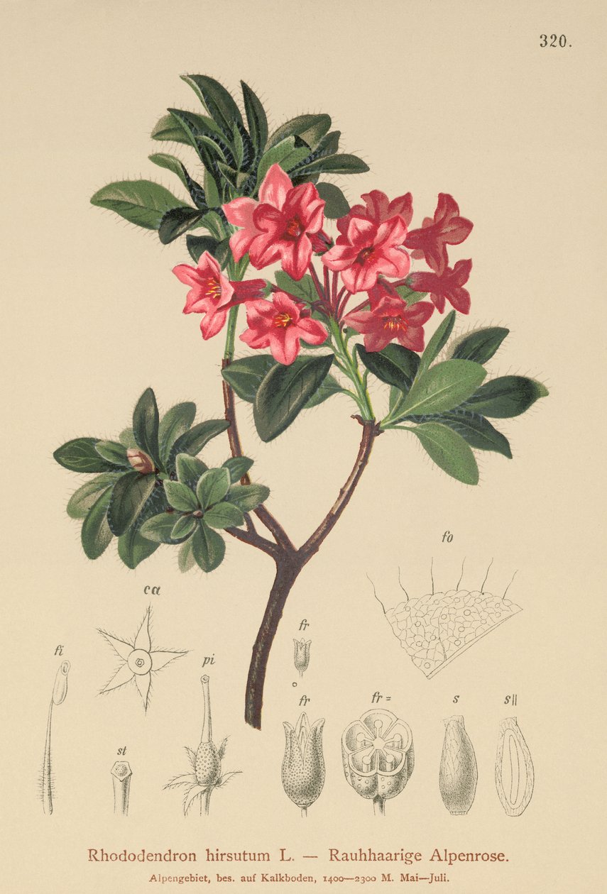 Alpenrose vlasatá (Rhododendron hirsutum) od German School