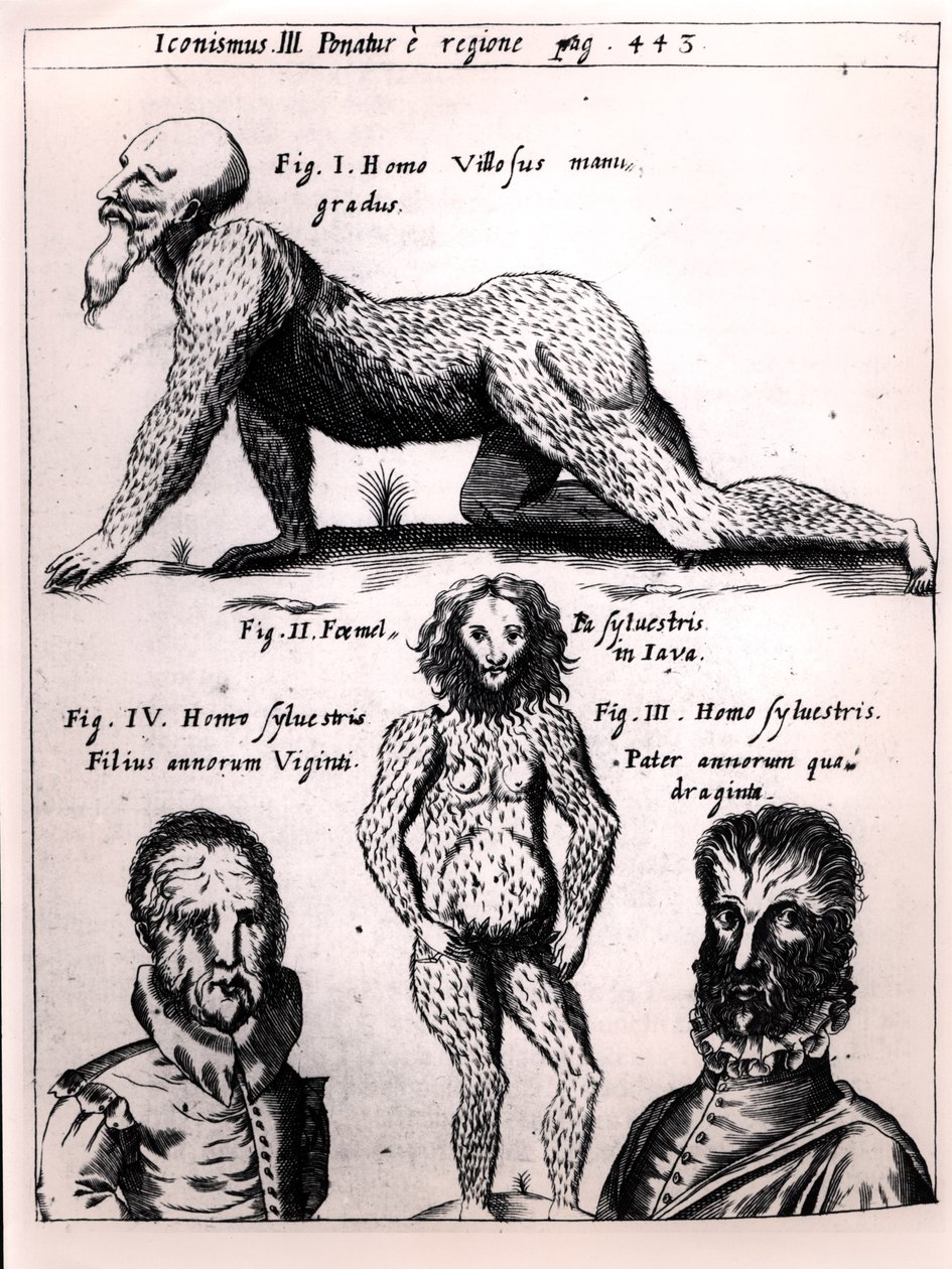Chlupáč a divoký muž, ilustrace z Physica Curiosa od Gaspara Schotta (1608-66) od German School