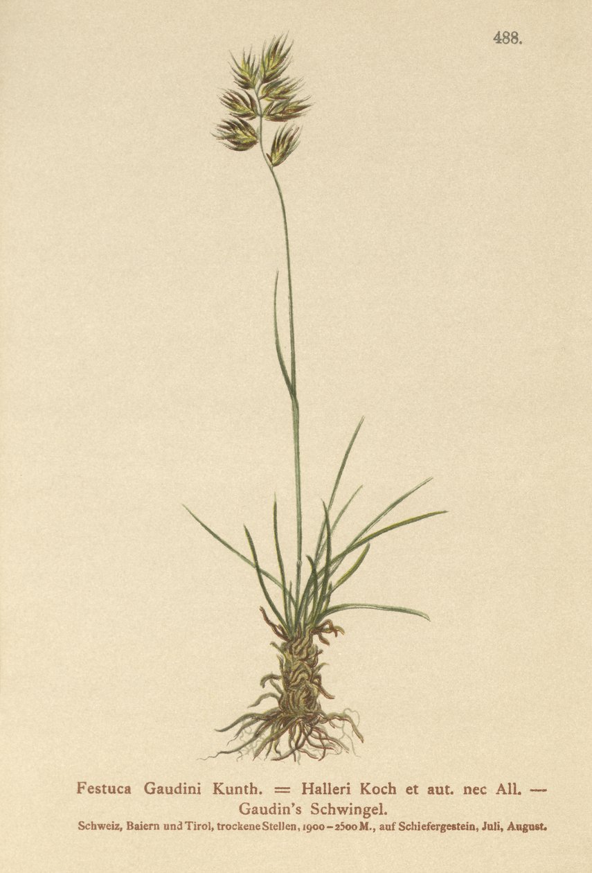 Kostřava Hallers (Festuca Gaudini, Festuca Hallerie) od German School