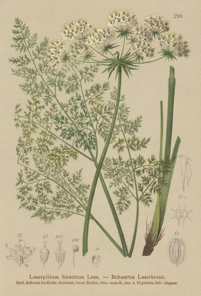 Hallers Sermountain (Laserpitium hirsutum, Laserpitium haller, Laserpitium panax) od German School