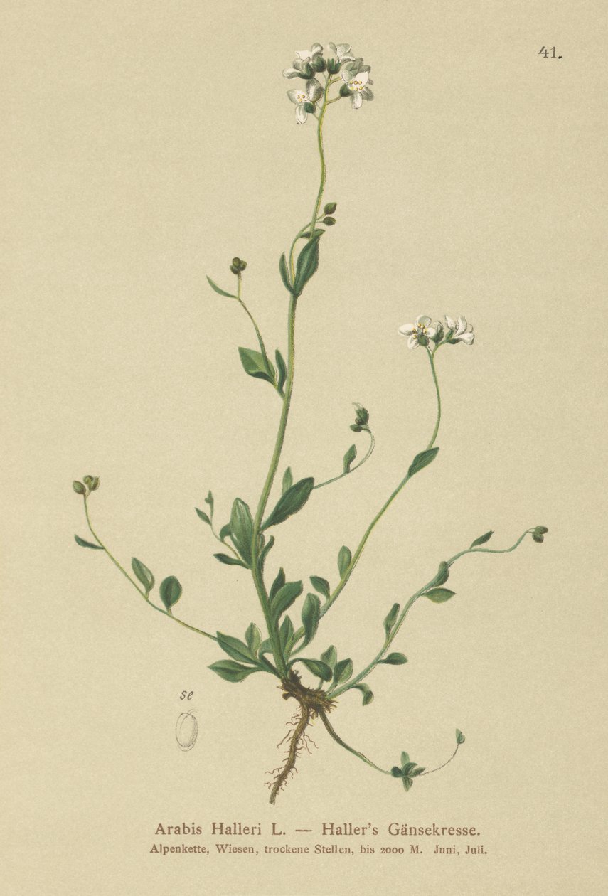 Hallers Wall-cress (arabský Haller) od German School