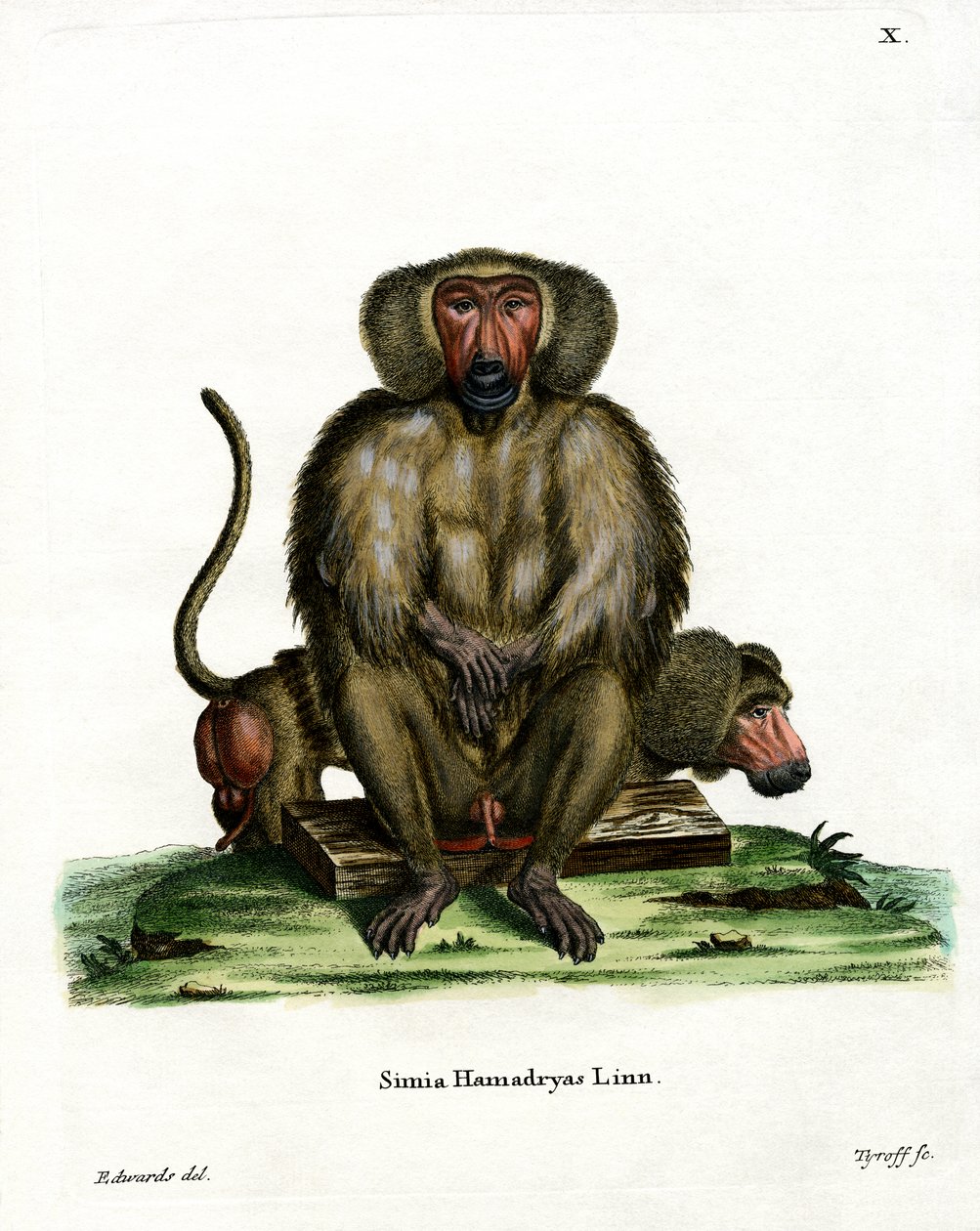Hamadryas Baboon (barevná rytina) od German School