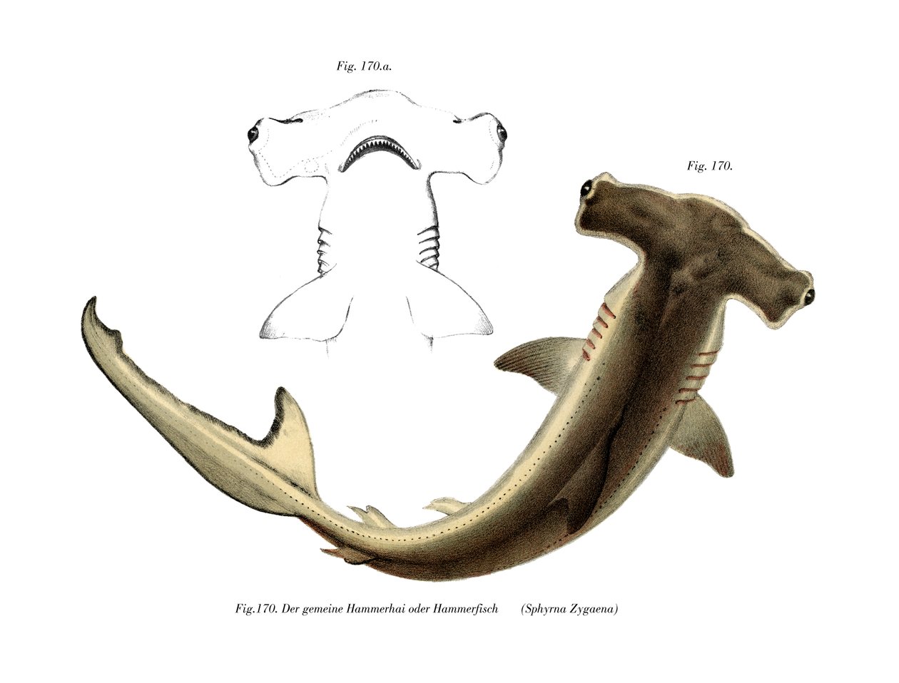 Hammerhead (barva lito) od German School