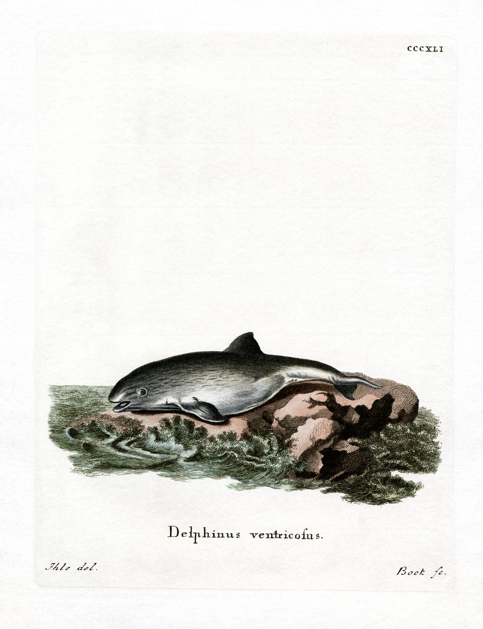 Harbour Porpoise (barevná rytina) od German School