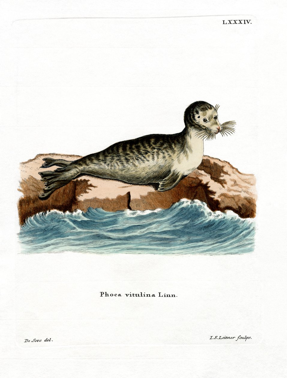 Harbour Seal (barevné rytí) od German School