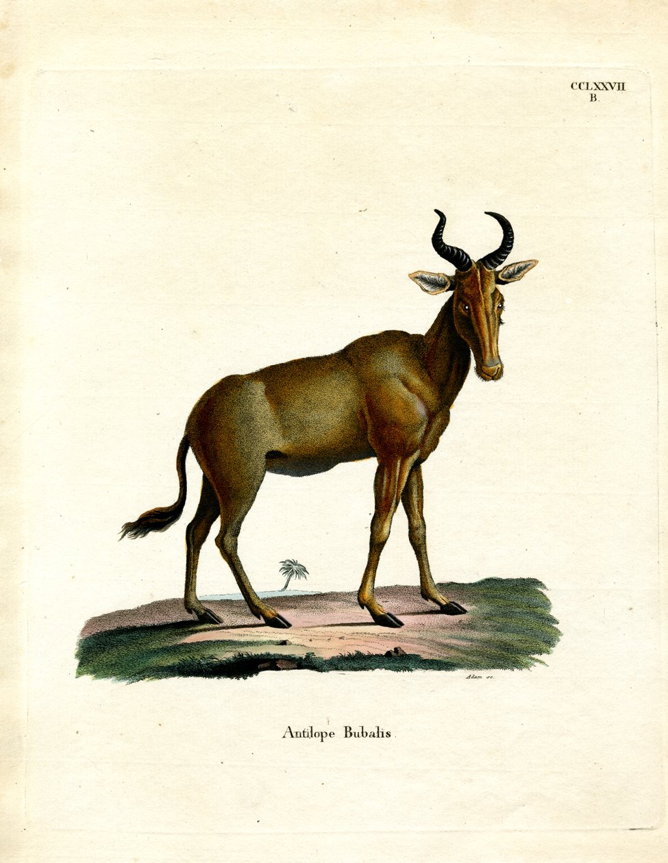 Hartebeest (barevné rytí) od German School