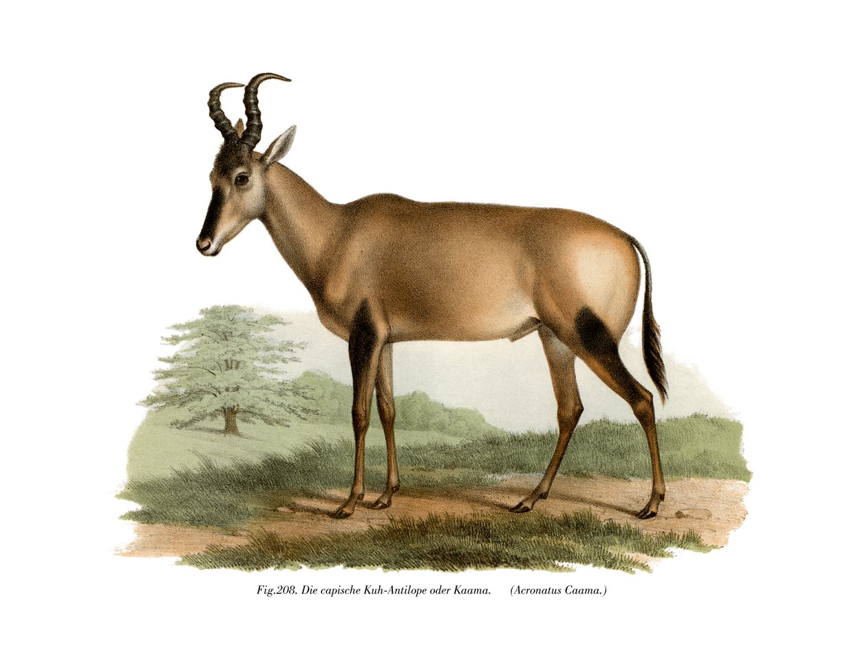 Hartebeest, 1860 od German School