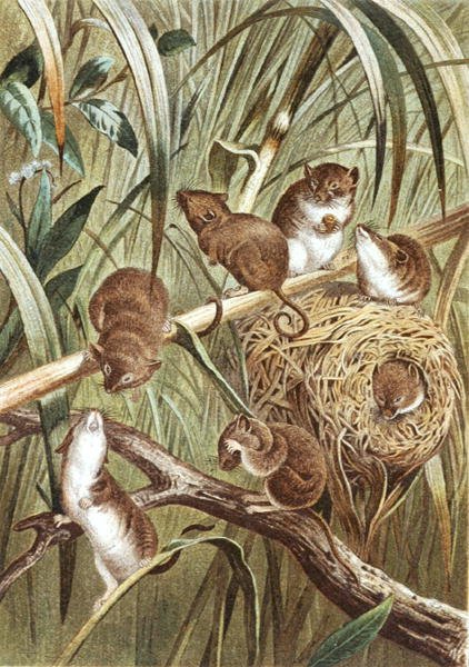 Harvest Mouse, deska z "Brehms Tierleben: Allgemeine Kunde des Tierreichs", sv. 2, str. 515, vydal Bibliographisches Institut od German School