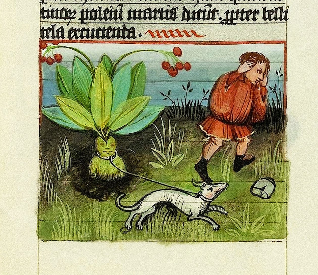 Sklizeň mandragory, povaha věcí - Rabanus Maurus, kolem 1425 (kvaš na Vellum) od German School
