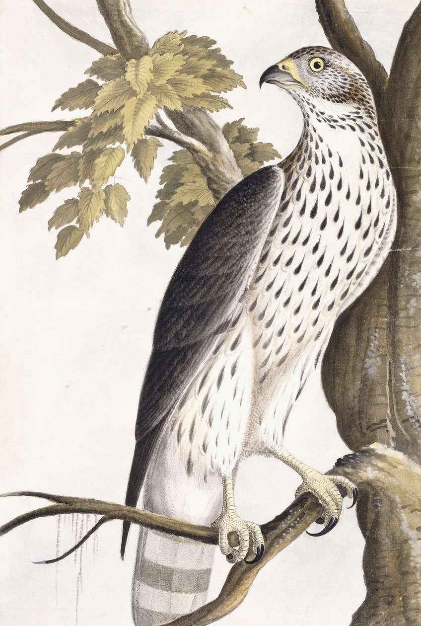 Hawk, 1750-1800 od German School
