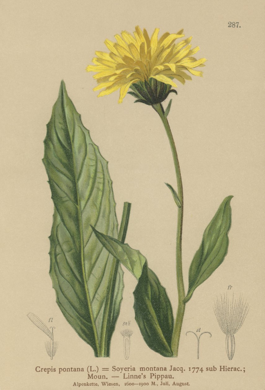 Jestřábí vous (Crepis bocconi, Crepis pontana, Crepis montana, Hieracium montanum, Soyeria montana) od German School