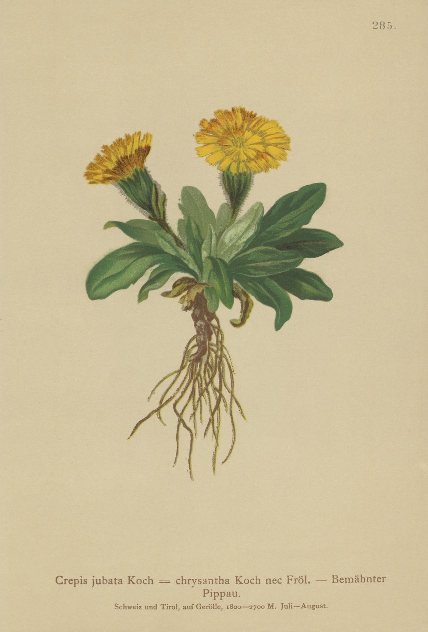 Jestřábí vous (Crepis jubata, Crepis rhaetica) od German School