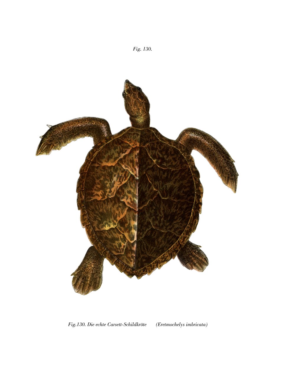 Hawksbill Turtle (barevní členové) od German School