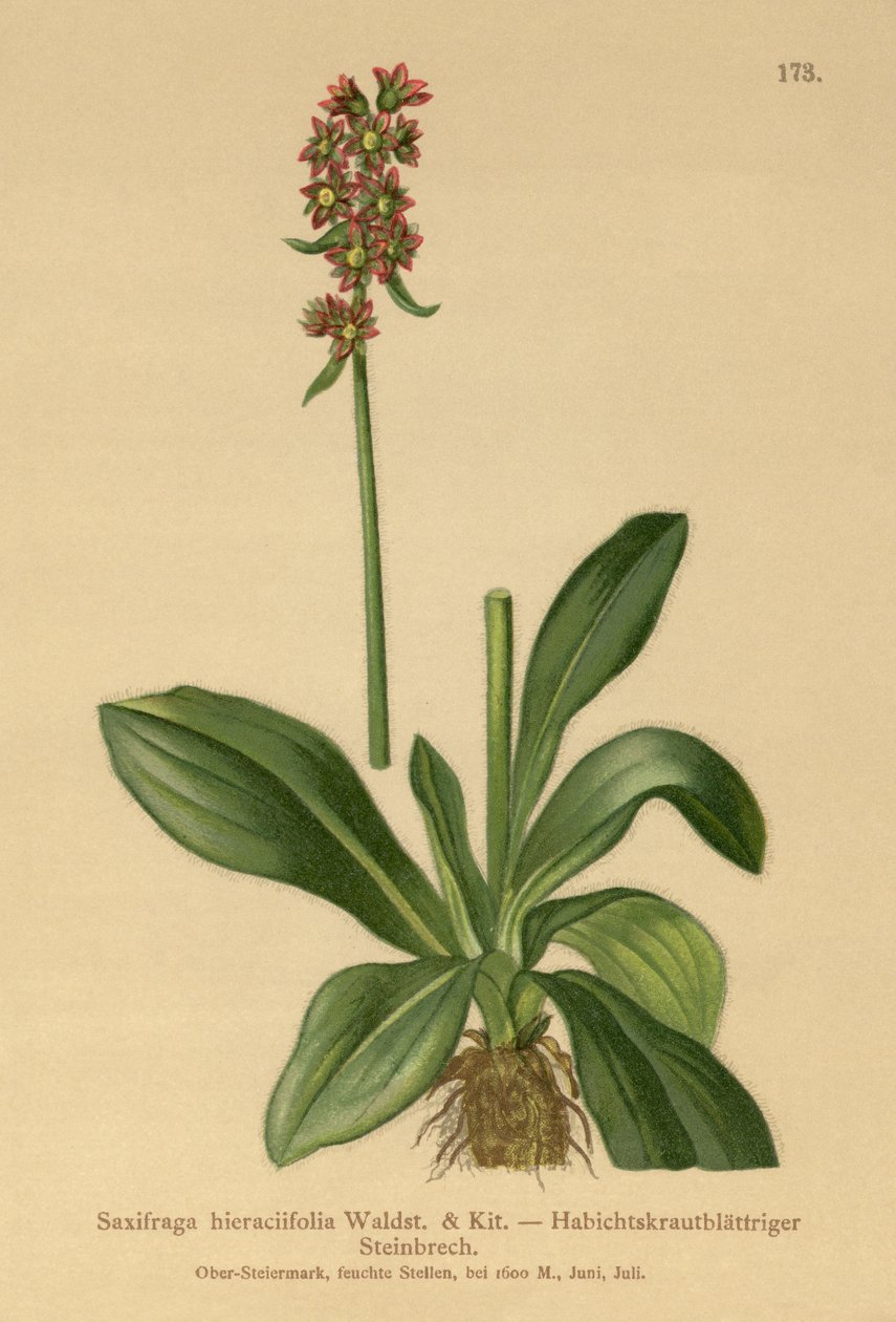 Jestřábník lomikámen (Saxifraga hieraciifolia) od German School