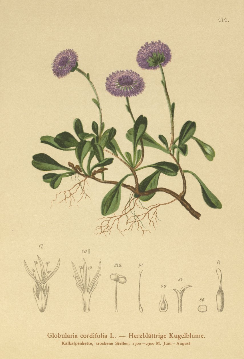 sedmikráska srdcovitá (Globularia cordifolia) od German School