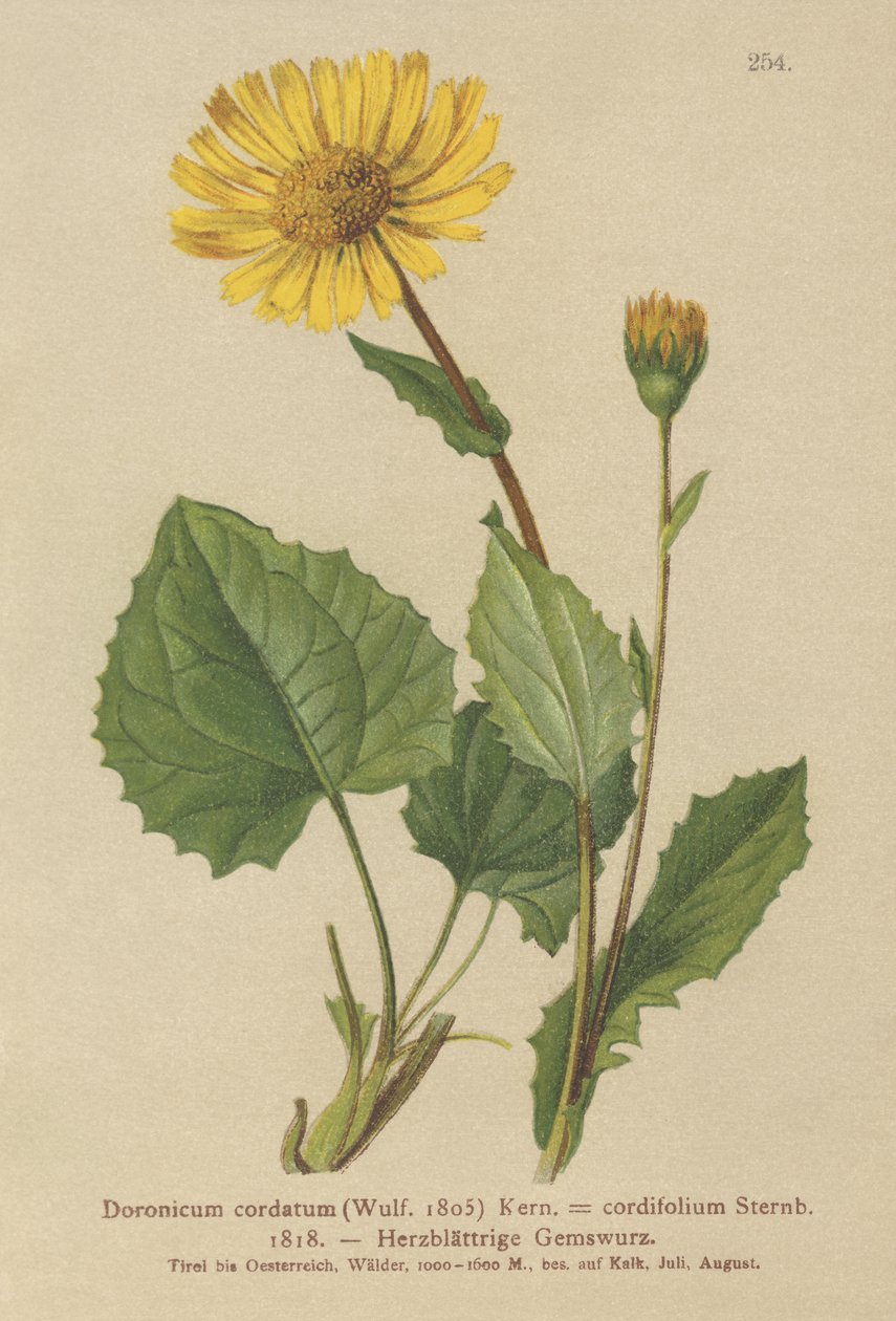 Levhart srdčitý (Doronicum cordatum, Doronicum cordifolium, Aronicum cordatum) od German School