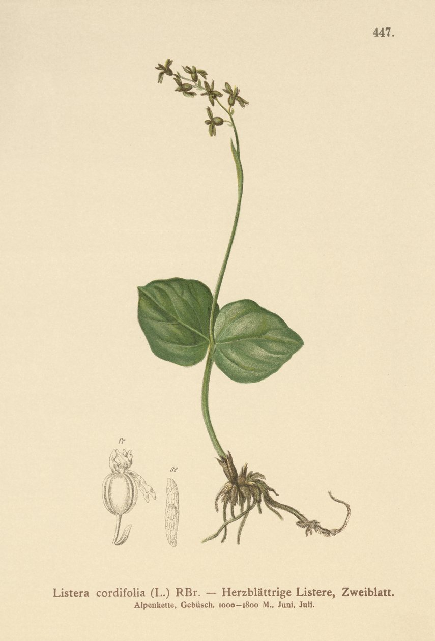 Čepel srdčitá (Listera cordata, Listera cordifolia, Neottia cordata) od German School