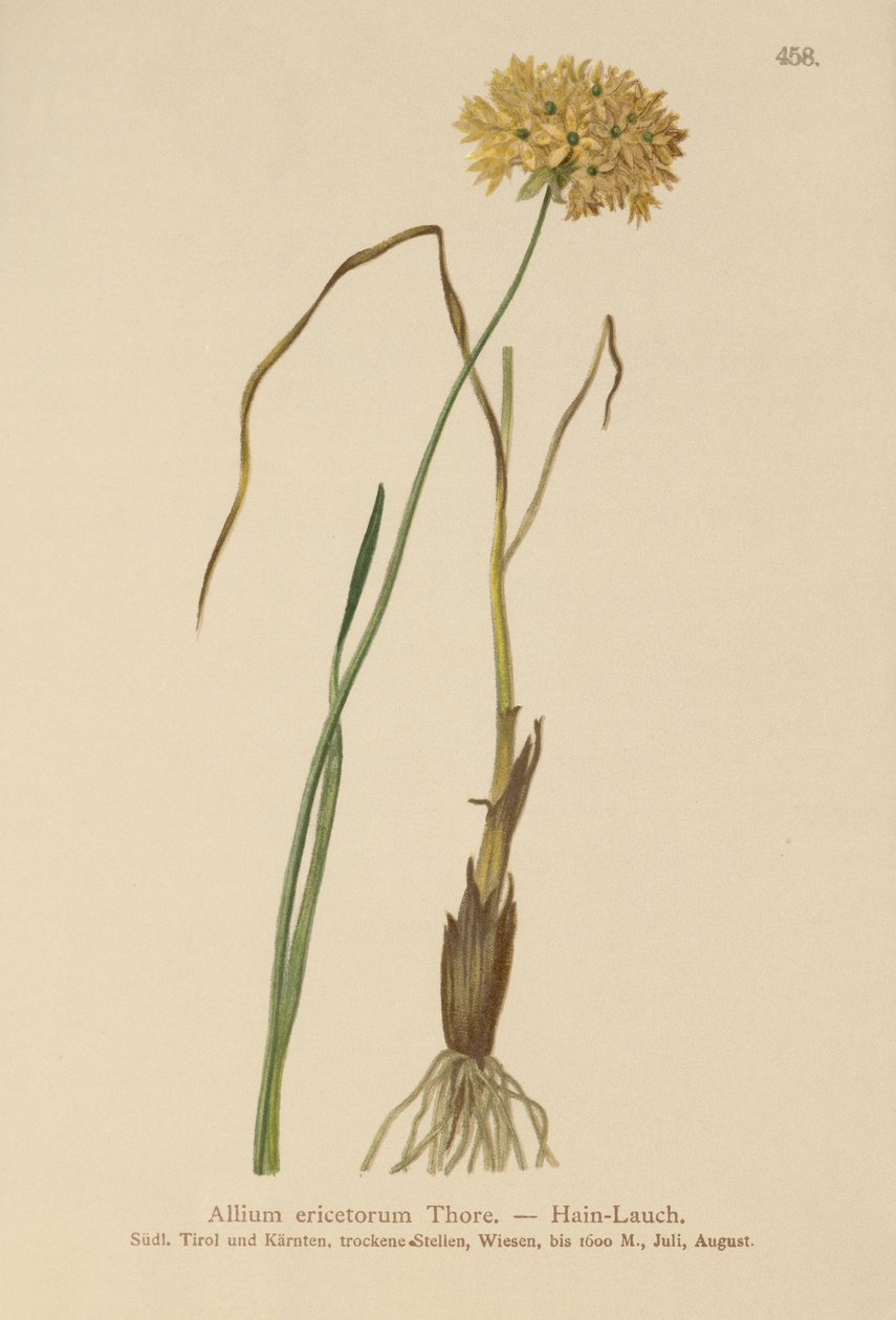 Česnek vřesovcovitý (Allium ericetorum, Allium ambiguum, Allium graminifolium) od German School