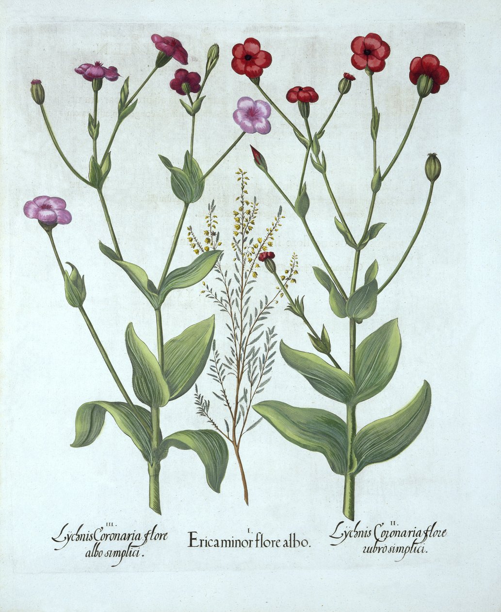 Heather and Two Kinds of Lychnis, od Hortus Eystettensis, Basil Besler (1561-1629), hospoda. 1613 (ručně kolorovaná rytina) od German School