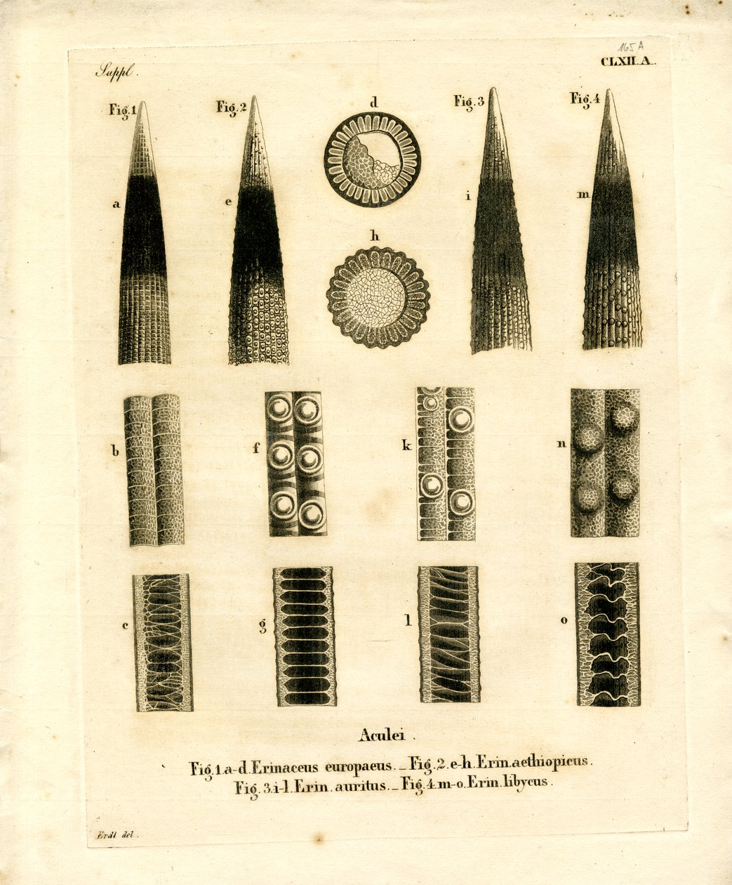Hedgehog Prickles (barevné gravírování) od German School
