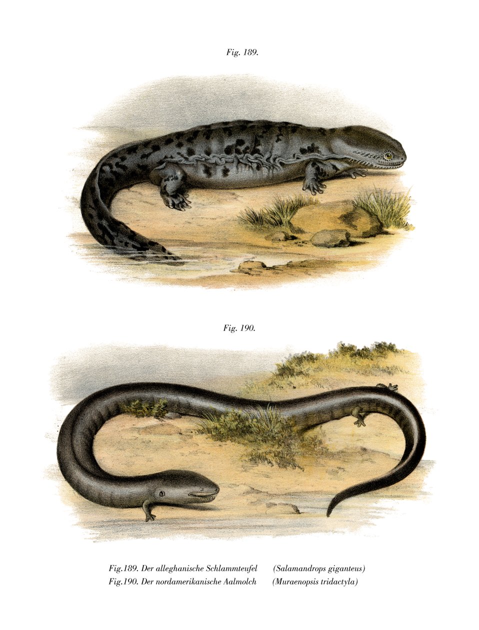 Hellbender (barva lito) od German School