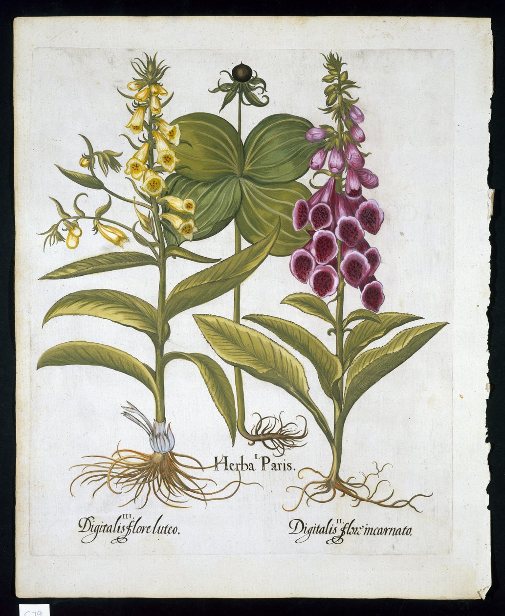Herb Paris (Solanum quadrifolium), Náprstník obecný (Digitalis Purpurea) Velký žlutý náprstník z Hortus Eystettensis od Basila Beslera (1561-1629) hospoda 1613 (ručně kolorovaná rytina) od German School