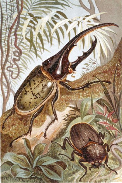 Hercules Beetle, deska z "Brehms Tierleben: Allgemeine Kunde des Tierreichs", sv. 9, str. 99, vydal Bibliographisches Institut od German School