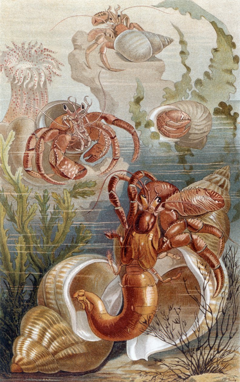 Krabi poustevníci, talíř z Brehmsova Tierlebenu: Allgemeine Kunde des Tierreichs, sv. 10, str. 38, vydal Bibliographisches Institut, 1893. od German School