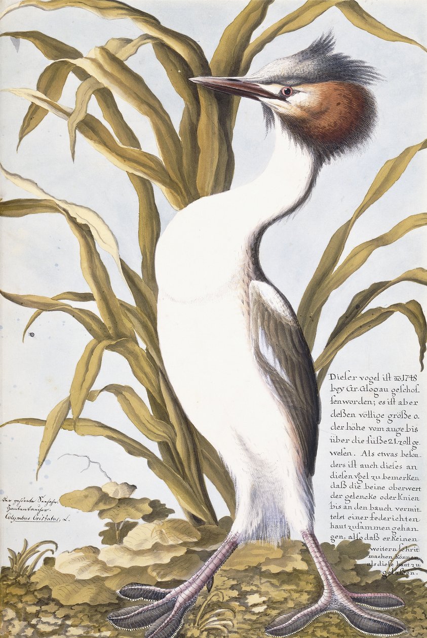 Volavka, 1750-1800 od German School