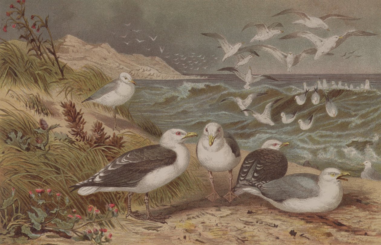 Racek stříbřitý a racek velký, deska od Brehmse Tierleben: Allgemeine Kunde des Tierreichs, sv. 6, str. 108, vydal Bibliographisches Institut, 1892 od German School