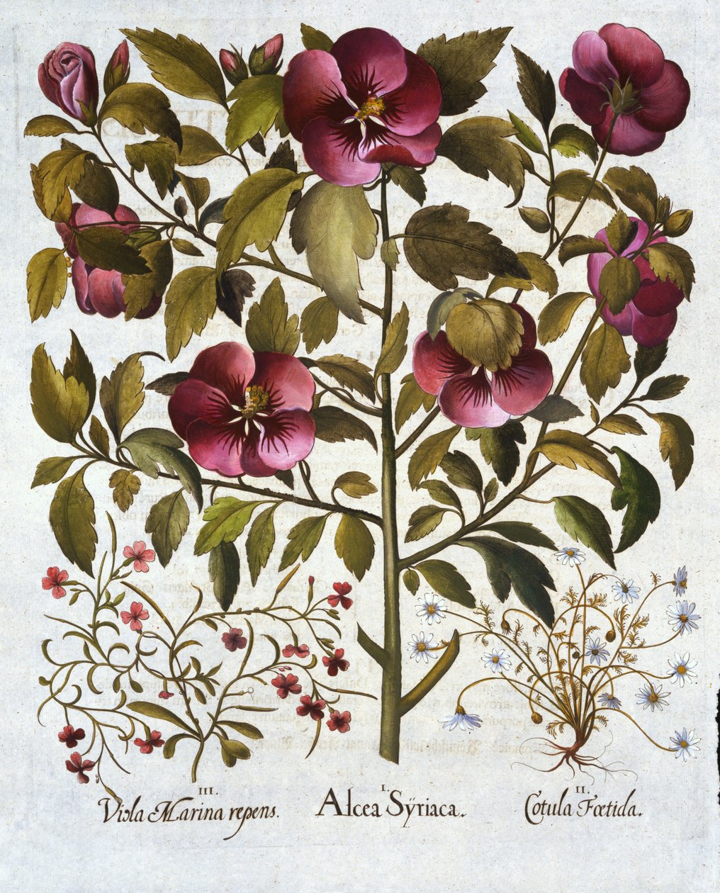 Hibiscus syriacus, Páchnoucí heřmánek a od Hortus Eystettensis, od Basila Beslera (1561-1629) hospoda. 1613 od German School