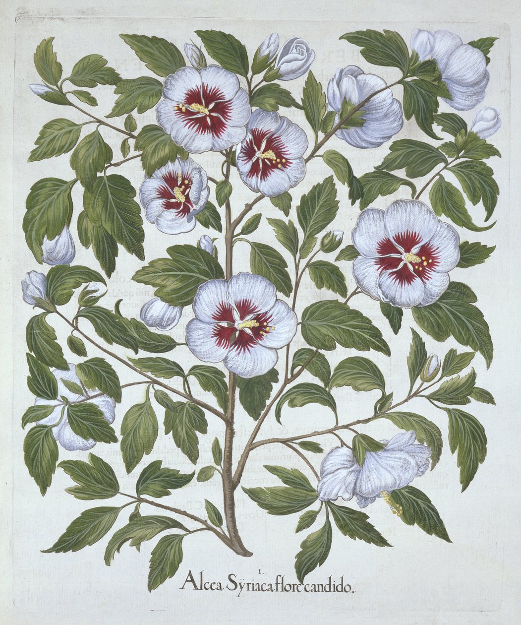 Hibiscus syriacus, od Hortus Eystettensis, Basil Besler (1561-1629), pub. 1613 (ručně kolorovaná rytina) od German School