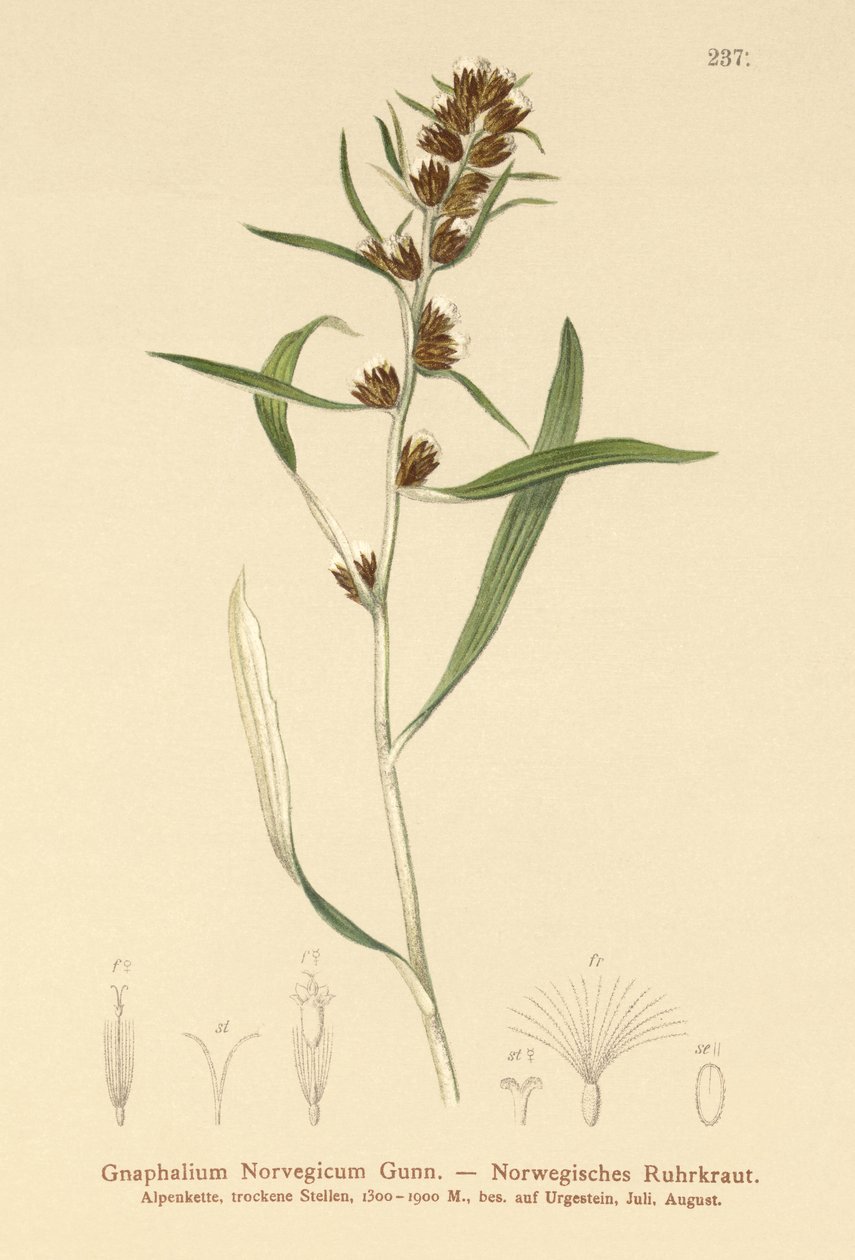 Temnota horská (Gnaphalium norvegicum) od German School