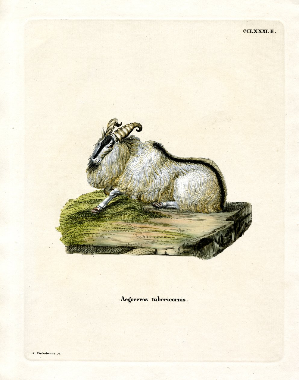 Himalayan Thar (barevná rytina) od German School