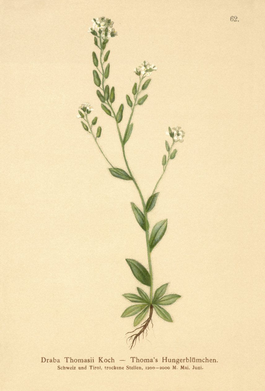 Žlutohnědá (Draba Thomasii) od German School