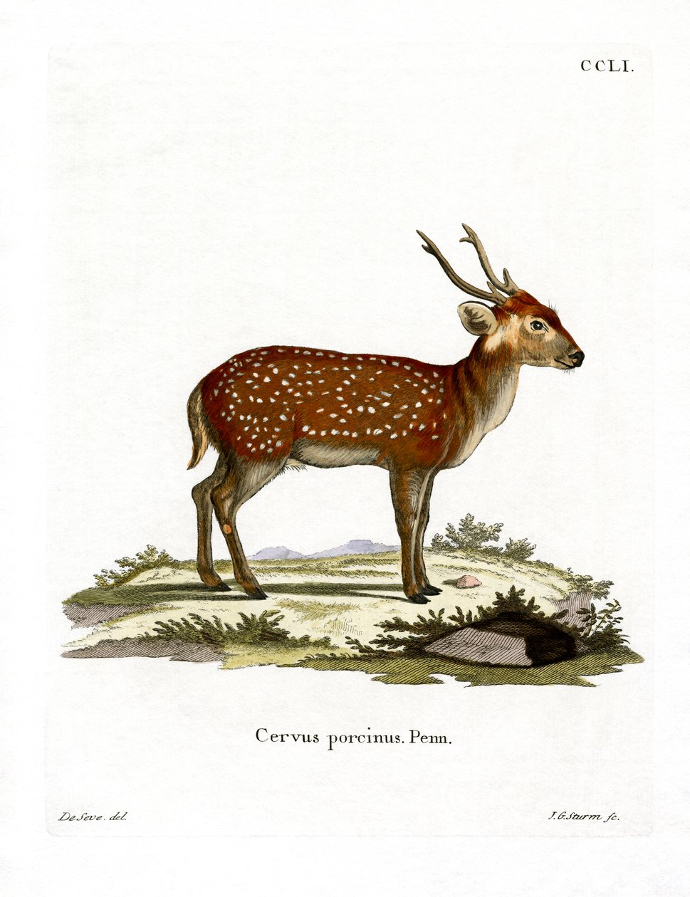 Hog Deer (barevná rytina) od German School
