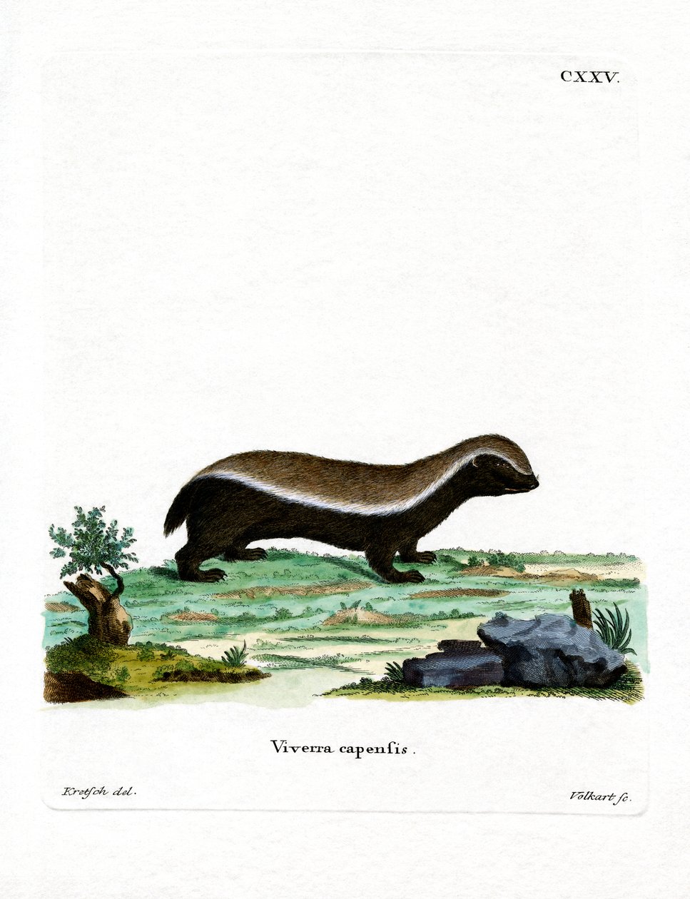 Honey Badger (barevné rytí) od German School